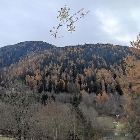 Soggiorno Vacanze Stella Alpina Temù Eksteriør bilde